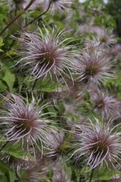 Blue Dancer Clematis - 1 Gallon Pot -Garden Care clematis alpina blue dancer 8