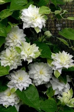 Arctic Queen Clematis - 1 Gallon Pot -Garden Care clematis arctic queen 12