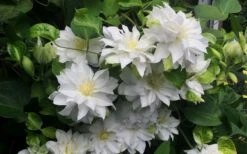 Arctic Queen Clematis - 1 Gallon Pot -Garden Care clematis arctic queen 5