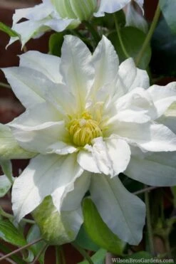 Arctic Queen Clematis - 1 Gallon Pot -Garden Care clematis arctic queen 8