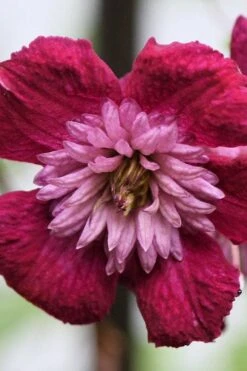 Avant-Garde Clematis - 1 Gallon Pot -Garden Care clematis avant garde 4