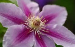 Bees Jubilee Clematis - 1 Gallon Pot -Garden Care clematis bees jubilee 10