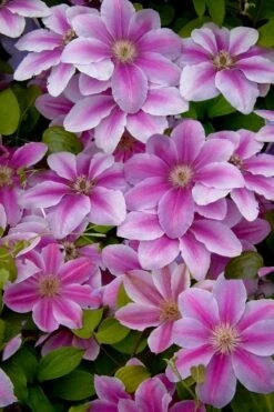 Bees Jubilee Clematis - 1 Gallon Pot -Garden Care clematis bees jubilee 13