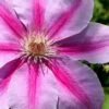Bees Jubilee Clematis - 1 Gallon Pot