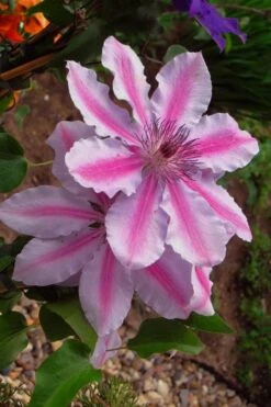 Bees Jubilee Clematis - 1 Gallon Pot -Garden Care clematis bees jubilee 5