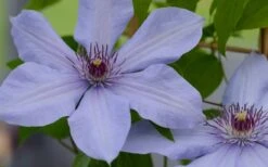 Bernadine Clematis - 1 Gallon Pot -Garden Care clematis bernadine 1