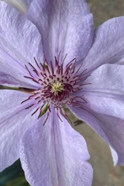 Bernadine Clematis - 1 Gallon Pot -Garden Care clematis bernadine 8