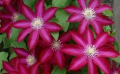 Bourbon Clematis - 1 Gallon Pot -Garden Care clematis bourbon 4
