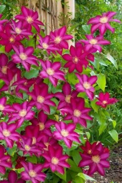 Bourbon Clematis - 1 Gallon Pot -Garden Care clematis bourbon 5