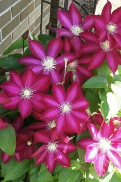 Bourbon Clematis - 1 Gallon Pot -Garden Care clematis bourbon 8