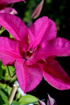Cardinal Wyszynski Clematis - 1 Gallon Pot -Garden Care clematis cardinal wyszynski 10