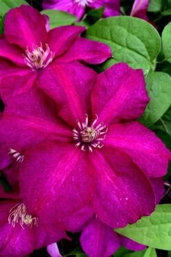 Cardinal Wyszynski Clematis - 1 Gallon Pot -Garden Care clematis cardinal wyszynski 11