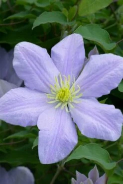 Chelsea Clematis - 1 Gallon Pot -Garden Care clematis chelsea 1