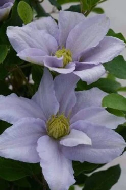 Chelsea Clematis - 1 Gallon Pot -Garden Care clematis chelsea 3
