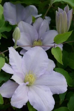 Chelsea Clematis - 1 Gallon Pot -Garden Care clematis chelsea 4