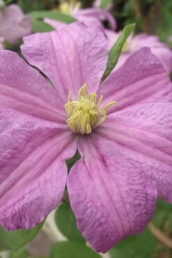 Comtesse De Bouchaud Clematis - 1 Gallon Pot -Garden Care clematis comtesse de bouchaud 1
