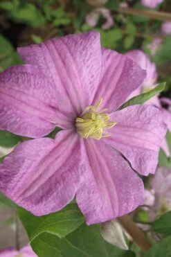 Comtesse De Bouchaud Clematis - 1 Gallon Pot -Garden Care clematis comtesse de bouchaud 2