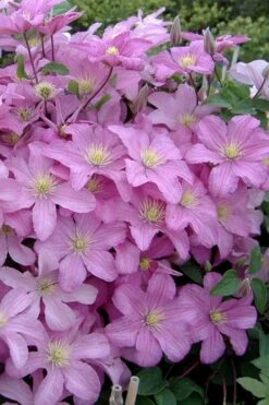 Comtesse De Bouchaud Clematis - 1 Gallon Pot -Garden Care clematis comtesse de bouchaud 3