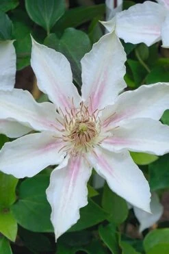 Corinne Clematis - 1 Gallon Pot -Garden Care clematis corinne 14