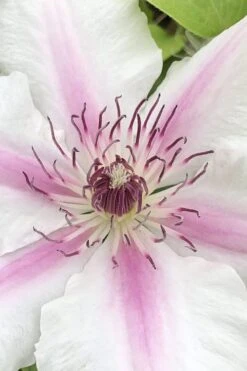 Corinne Clematis - 1 Gallon Pot -Garden Care clematis corinne 15