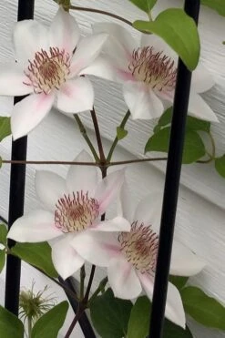 Corinne Clematis - 1 Gallon Pot -Garden Care clematis corinne 17