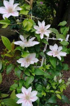 Corinne Clematis - 1 Gallon Pot -Garden Care clematis corinne 18
