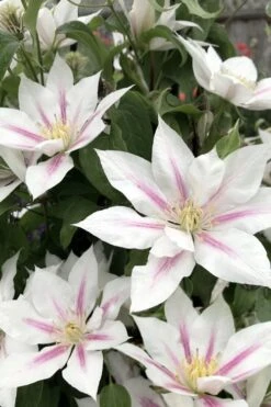 Corinne Clematis - 1 Gallon Pot -Garden Care clematis corinne 2