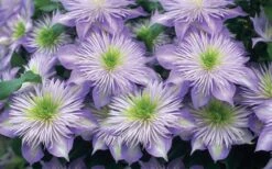Crystal Fountain Clematis - 1 Gallon Pot -Garden Care clematis crystal fountain 2