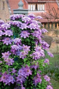 Crystal Fountain Clematis - 1 Gallon Pot -Garden Care clematis crystal fountain 3