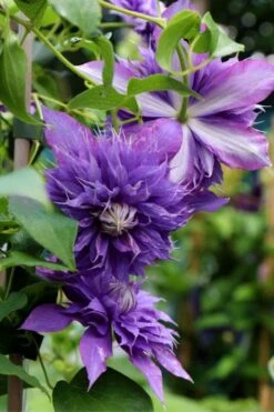 Diamantina Clematis - 1 Gallon Pot -Garden Care clematis diamantina 1