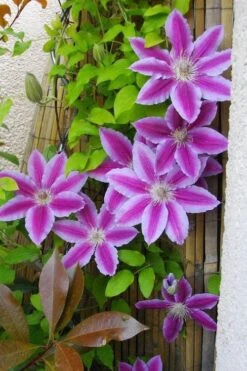 Dr. Ruppel Clematis - 1 Gallon Pot -Garden Care clematis dr ruppel 11