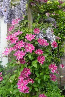 Dr. Ruppel Clematis - 1 Gallon Pot -Garden Care clematis dr ruppel 12