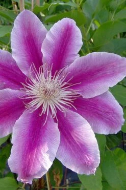 Dr. Ruppel Clematis - 1 Gallon Pot -Garden Care clematis dr ruppel 2