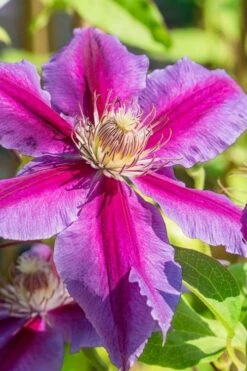 Dr. Ruppel Clematis - 1 Gallon Pot -Garden Care clematis dr ruppel 3