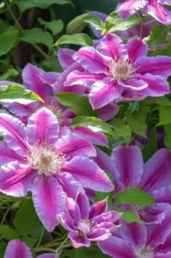 Dr. Ruppel Clematis - 1 Gallon Pot -Garden Care clematis dr ruppel 4
