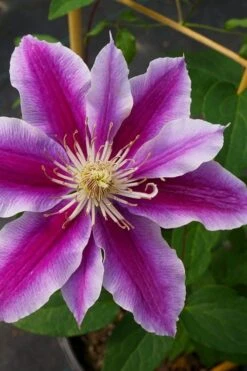 Dr. Ruppel Clematis - 1 Gallon Pot -Garden Care clematis dr ruppel 7