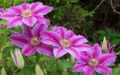 Dr. Ruppel Clematis - 1 Gallon Pot -Garden Care clematis dr ruppel 8