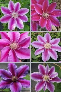 Dr. Ruppel Clematis - 1 Gallon Pot -Garden Care clematis dr ruppel 9