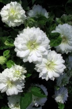Duchess Of Edinburgh Clematis - 1 Gallon Pot -Garden Care clematis duchess of edinburgh 7