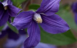 Durandii Clematis - 1 Gallon Pot 20 Durandii Clematis - 1 Gallon Pot -Garden Care clematis durandii 12
