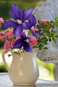 Durandii Clematis - 1 Gallon Pot 15 Durandii Clematis - 1 Gallon Pot -Garden Care clematis durandii 13