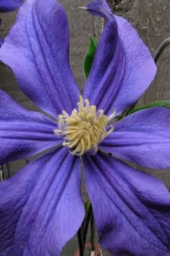 Durandii Clematis - 1 Gallon Pot 21 Durandii Clematis - 1 Gallon Pot -Garden Care clematis durandii 4