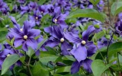 Durandii Clematis - 1 Gallon Pot 18 Durandii Clematis - 1 Gallon Pot -Garden Care clematis durandii 6