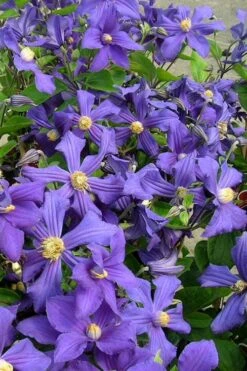 Durandii Clematis - 1 Gallon Pot 19 Durandii Clematis - 1 Gallon Pot -Garden Care clematis durandii 7