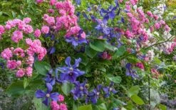 Durandii Clematis - 1 Gallon Pot 14 Durandii Clematis - 1 Gallon Pot -Garden Care clematis durandii 8