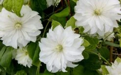Duchess Of Edinburgh Clematis - 1 Gallon Pot -Garden Care clematis duschess of edinburgh 3