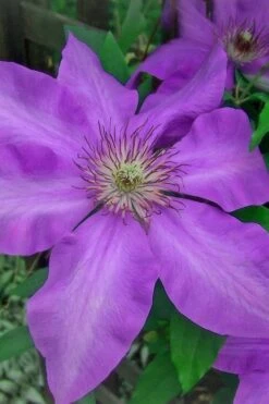 Elsa Spath Clematis - 1 Gallon Pot -Garden Care clematis elsa spath 7