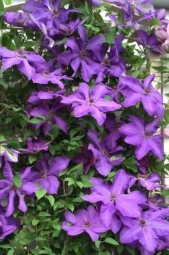 Elsa Spath Clematis - 1 Gallon Pot -Garden Care clematis elsa spath 9