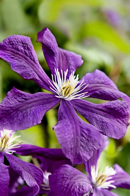 Etoile Violette Clematis - 1 Gallon Pot 8 Etoile Violette Clematis - 1 Gallon Pot - Image 8