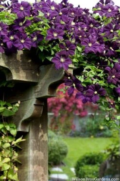 Etoile Violette Clematis - 1 Gallon Pot 13 Etoile Violette Clematis - 1 Gallon Pot -Garden Care clematis etoile violette 11